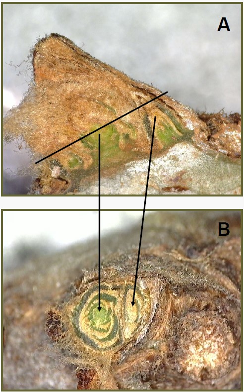 Inset A: shows a diagonal line in the center that indicates where the cut for the cross section was made; two arrows below it point to the sections shown in Inset B--the left arrow points to the center of the primary bud, a large green and brown swirl; the right arrow points to the smaller secondary bud, not really visible