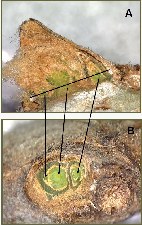 Inset A: shows a diagonal line closer to the bud cushion that indicates where the cut for the cross section was made; three arrows below it point to the sections shown in Inset B--the left arrow points to a very small tertiary bud; the middle arrow points to the center of the healthy large green swirl of a bud; the right arrow points to the slightly smaller bud next to it, also healthy