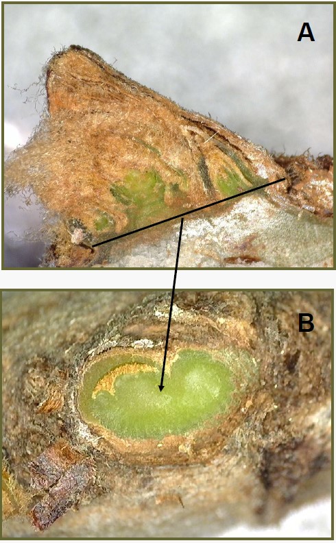 Inset A: shows a diagonal line at the bud cushion that indicates where the cut for the cross section was made; one arrow below it points to the sections shown in Inset B--the arrow points to a large fleshy green cross-section that doesn't indicate injury