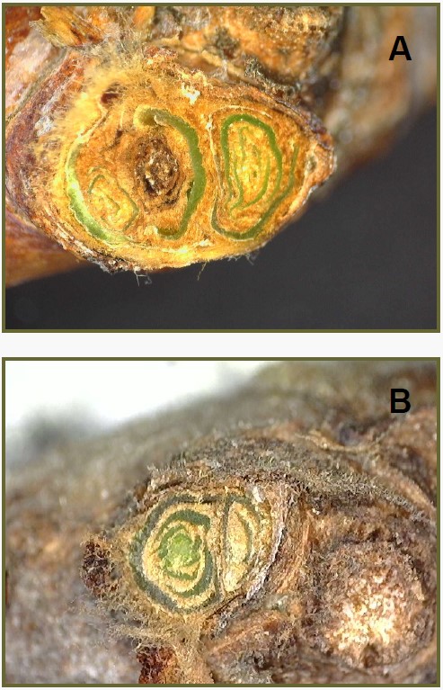 Inset A shows damage to a primary bud that looks like a black switl in the center of distant green in mainly grown; Inset B shows a healthier cross-section that is still all green swirls amidst the brown barky areas