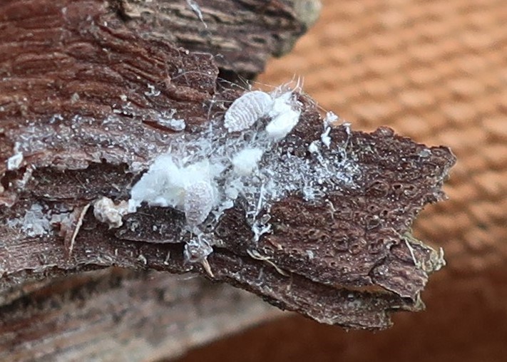 Edge of grape bark is covered with what looks like white masses 
                    and surrounding white powder fro mealybugs infesting the otherwise healthy bark