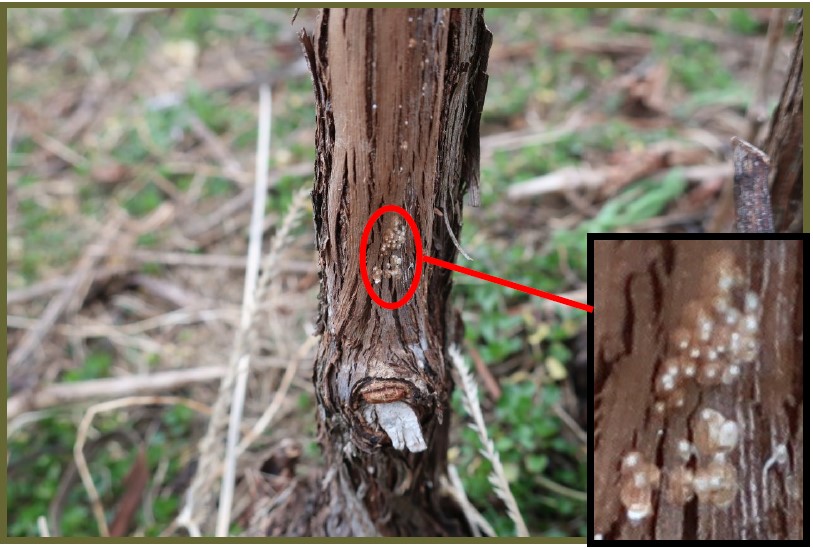 bottom of Chambourcin trunk has a section circled in red, pulling out to an inset photo. 
                Inset photo shows white blobby scales attached to the otherwise healthy shaggy brown bark.