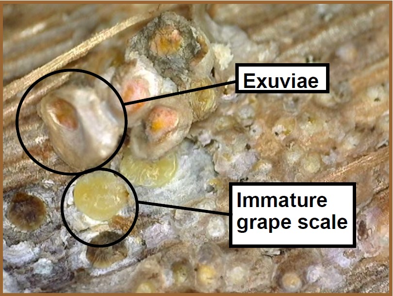 Photo shows close-up of scales, 
                        which look like waxy, knobby kernels or lesions. A large, waxy skin is circled at the top and labeled Exuviae. Right below it, a smaller yellow circle
                        is also marked and labeled immature grape scale.