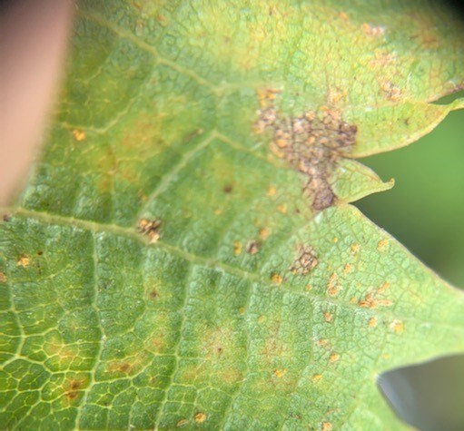 Close-up of the lower portion of the topside of a grape leaf, showing the usual light green with some yellow, but with yellow-orange spots speckling seen between veins.
