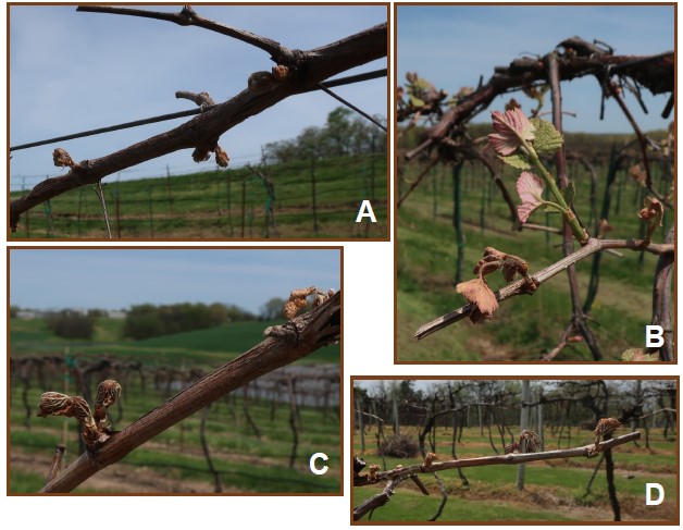 photo A: aromella branch with new buds brown and shriveled;
                    photo B: Concord branch had buds farther along and leafed, now brown and some leaves wilted; photo C: vignoles branch with brown and shriveled leaf buds; 
                    photo D: vidal blanc branch with brown, shriveled leaf buds