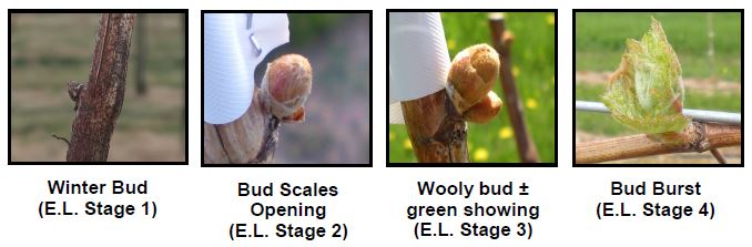 photo A: shows a winter bud on branch and labeled E.L. Stage 1;
                        photo B: shows young bud on a branch and labeled Bud Scales Opening, E.L. Stage 2; photo C: shows young bud a little further along with wooly bud and green showing, labeled E.L. Stage 3; 
                        photo D: shows bud fully opened into a fan of young leaves labeled Bud Burst, E.L. Stage 4