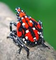 photo B: fourth instar nymph stage of spotted lanternfly is a small black bug with a pattern of white spots between red markings that cover most of its body and head;