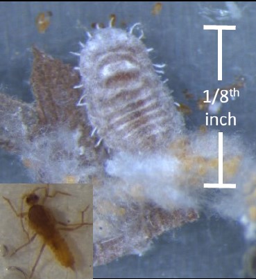 close-up of mealybug adult female, with a scale measuring one-eighths inch, next to eggs; the inlay 
                picture shows a male adult mealybug that looks much more insect-like and brown