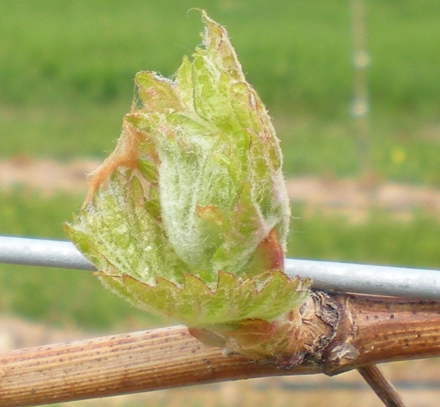 Close-up of a Chardonel branch at the base of a shoot, which shows dormant buds