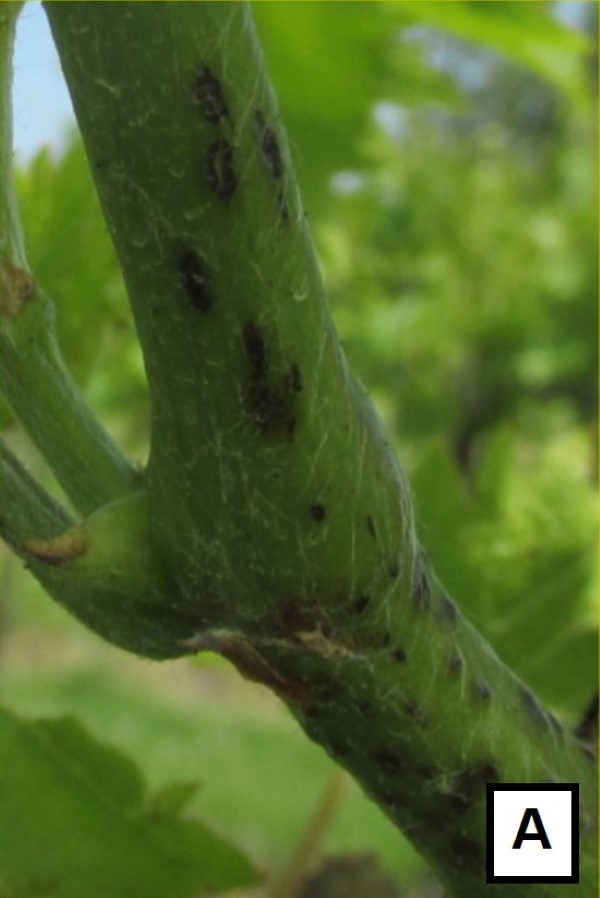 close-up of Chambroucin vine at a joint, showing dark black splotches on the green vine