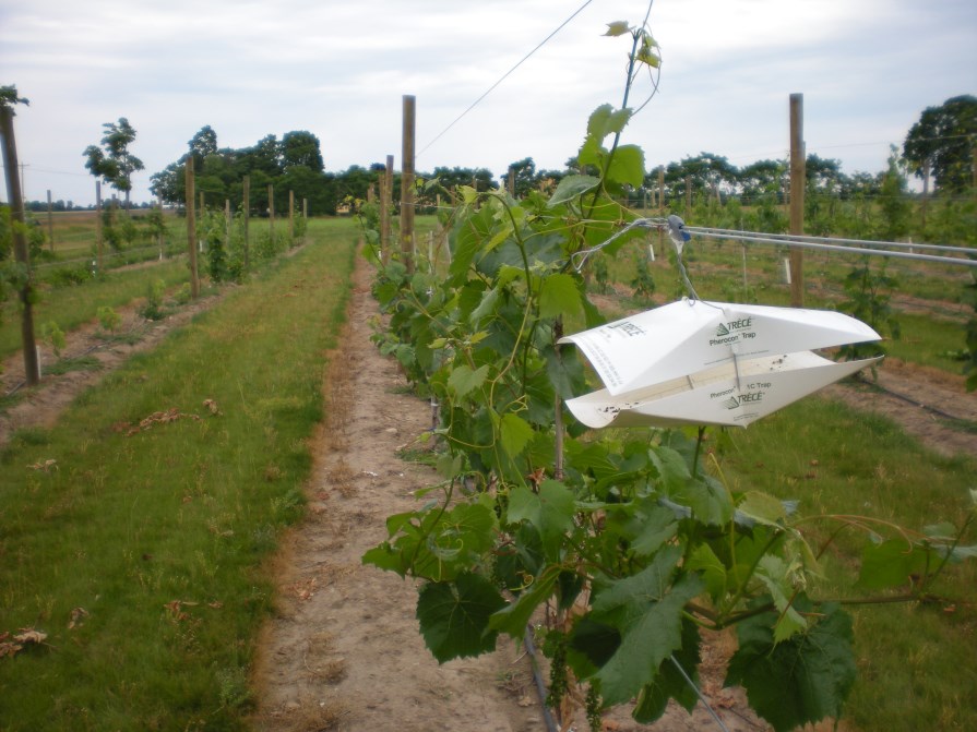 vines with a grape berry moth trap clipped on a wire running across the top of the vines