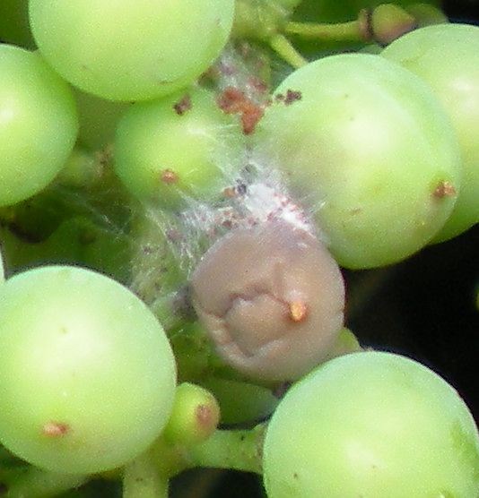 Bunch of grapes with one brown, rotting grape with surrounding web and sting marks on surrounding berries