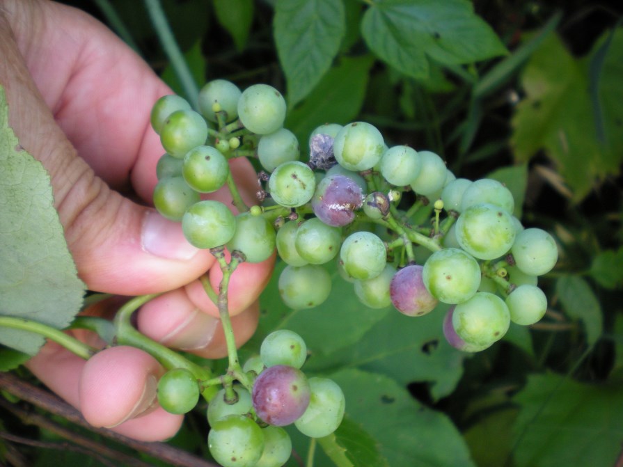 hand holding a bunch of young grapes that has several purple, rotting infected berries and surrounding berries with more brown sting marks