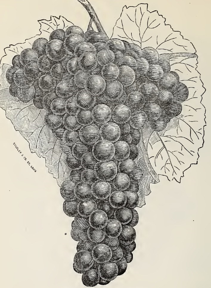 black and white illustration of a bunch of Cunningham grapes with grape leaves behind the full bunch of fruit