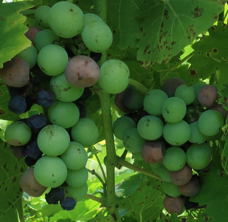 a bunch of fruit with several grapes dark and purple as affected by black rot
