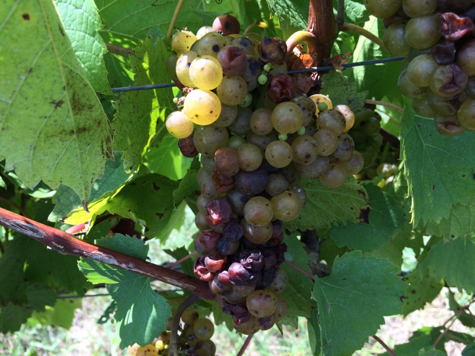 grapes with sour rot signs