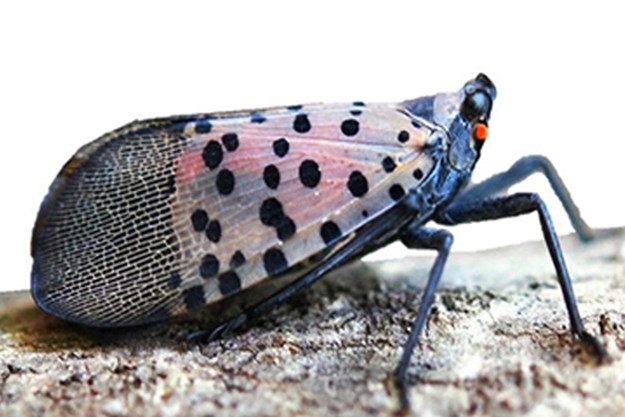 close-up of adult spotted lantern fly to show its body shape and wing color pattern