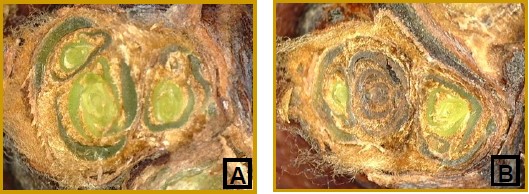 cross-section photos of a bud labeled A: healthy vignoles bud is shades of light green; B: bud damage in 
                    the vignole looks dry and brown