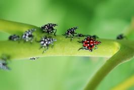 small insects on a green stalk: most of the bugs are black wwith white spots; one is red with white spots and black legs 