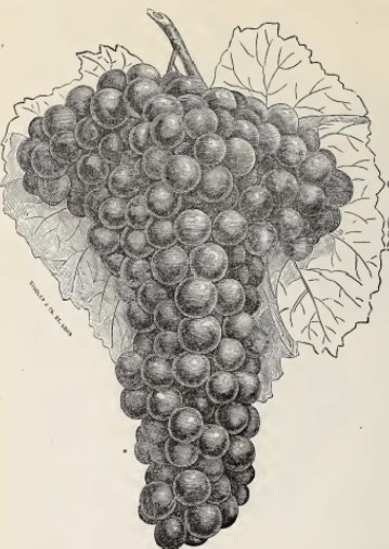 black and white illustration of Cunningham grape cluster