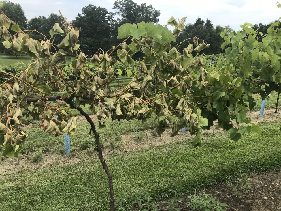 a grapevine plant shows dry, wilting leaves turning yellow from drought