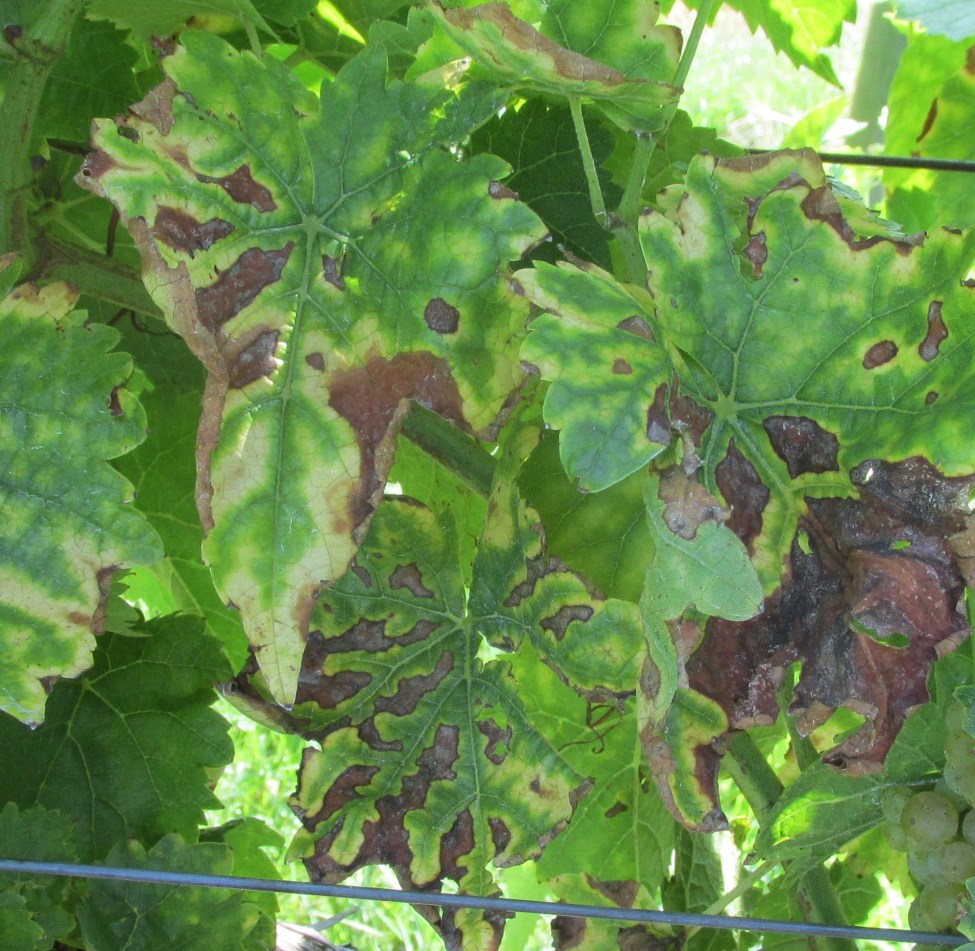 close-up of grape leaves shows brown and pale yellow-green spots starting at the leaf edge and mottling in toward the leaf vein