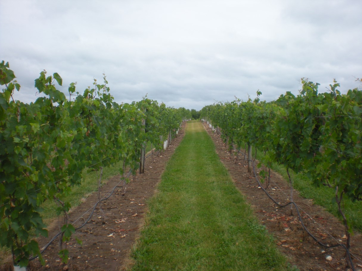 view of the space between grapevines and in the distance, the grass between the rows is brown and dry