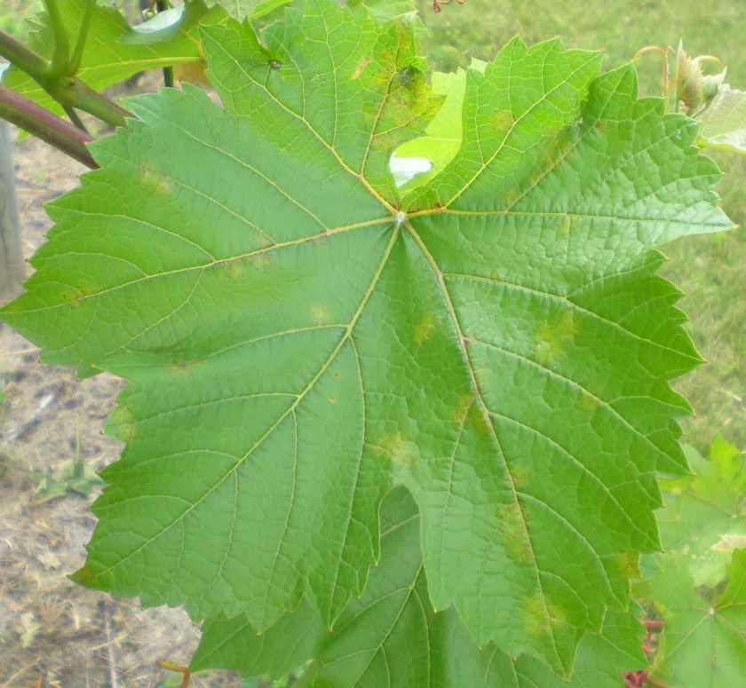 top view of grape leaf is mostly green, but small spots of lighter discoloration showing through near the veins