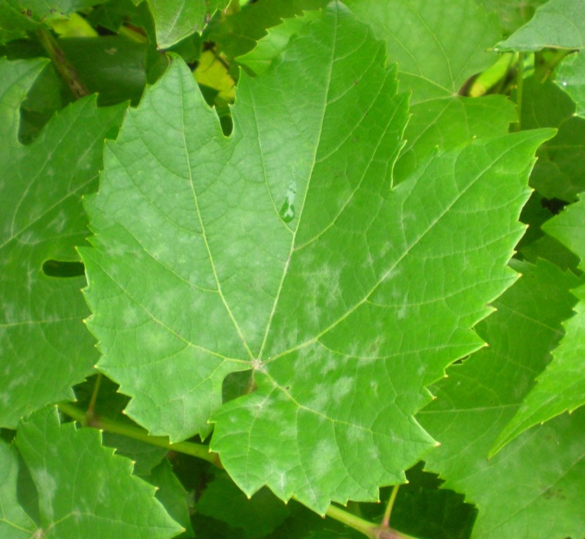 closeup of a grape leaf top vies to show pale white spots of powdery mildew