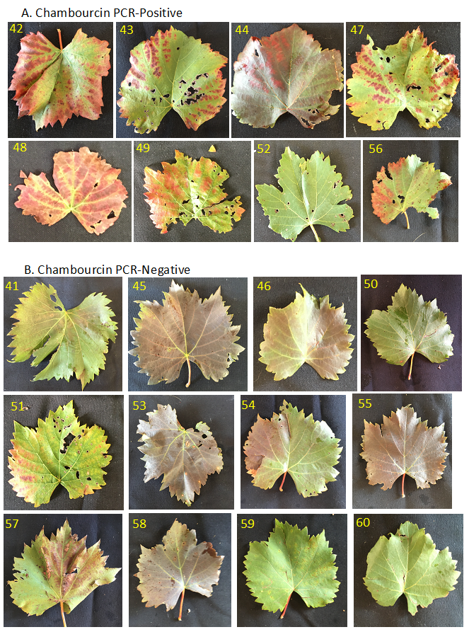 photos of leaves