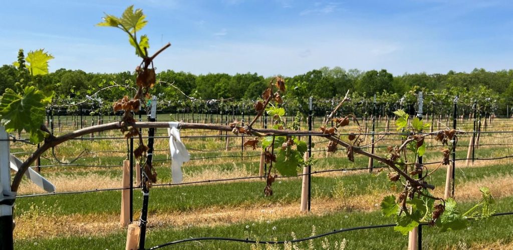 Frost damage in a vineyard