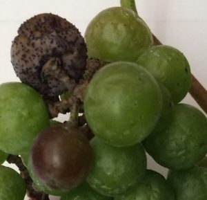 Norton grapes with bitter rot