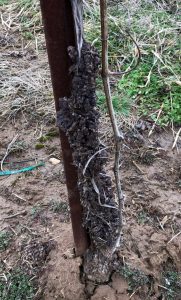 crown gall on grafted grapevine