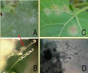 four pictures of mildew on leaves