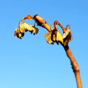 frost damaged vine