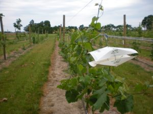 Pheromone Grape berry moth trap