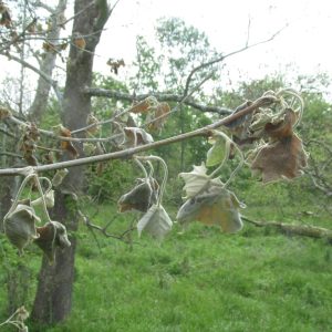 infected grape leaves