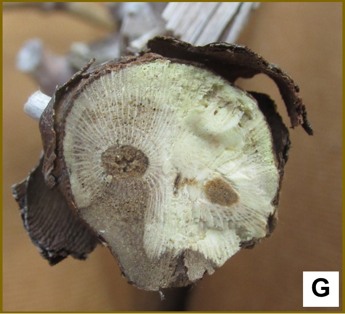 cross-section of vine