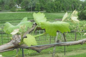 basal buds on Norton Spur