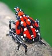 lanternfly