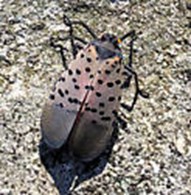 lanternfly