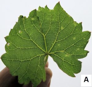 grapeleaf