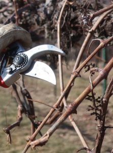 pruning shears and grapevine