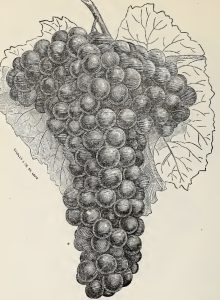 vintage drawing of grapes