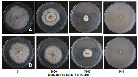 fungal cultures