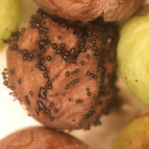 The reproductive structures (acurvuli) form on a berry infected with Pestalotiopsis after 72 hours of moist incubation