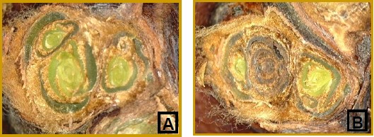 left, healty vignoles bud, right, damaged vignoles bud