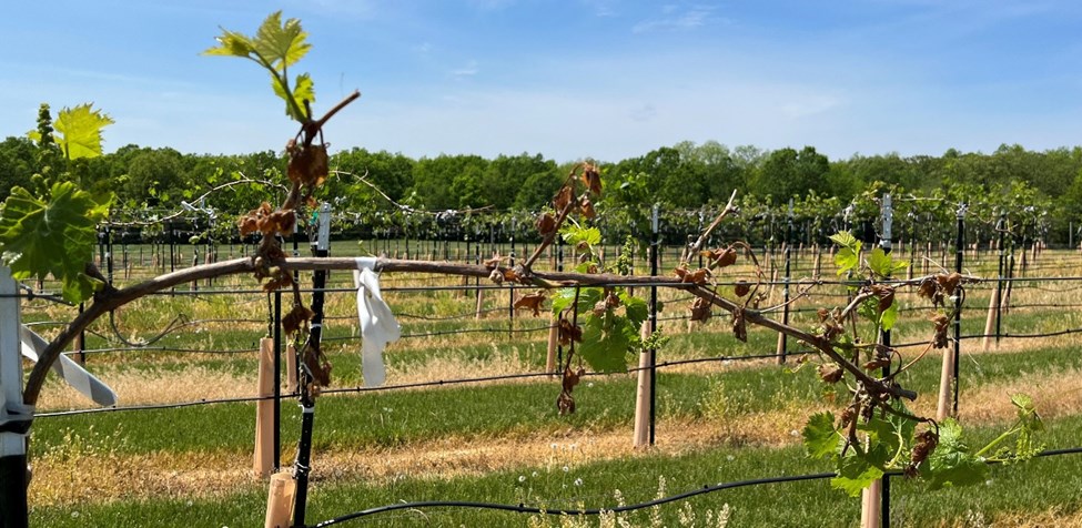 frost damage to grapevines