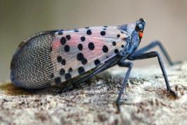 lanternfly