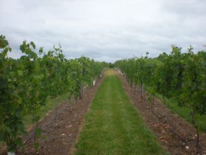 vineyard in dry conditions